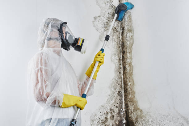 Best Residential Mold Remediation in Heber, UT