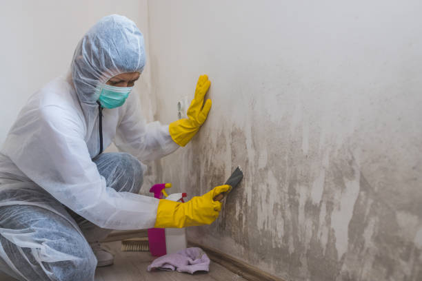 Best Insurance-Related Mold Remediation in Heber, UT