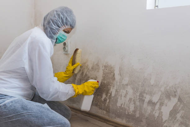 Best Post-Flood Mold Remediation in Heber, UT