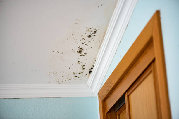 Best DIY Mold Remediation Support Services in Heber, UT