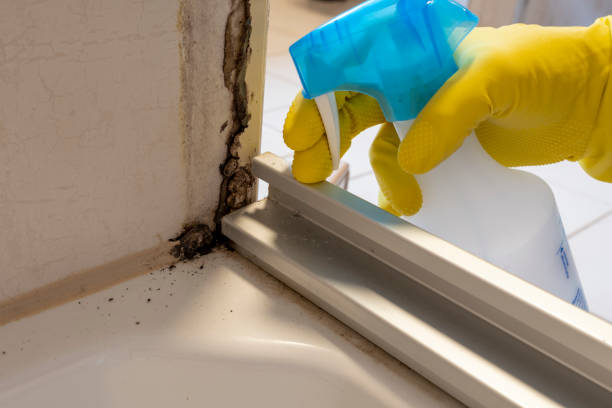 Best HVAC Mold Remediation in Heber, UT